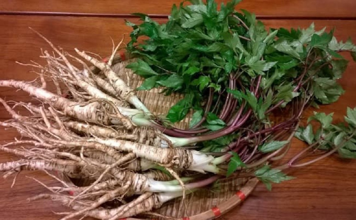 Thuốc đông y chữa vô sinh: Hiệu quả, bài thuốc & Địa chỉ 7 Đương Quy - Thành phần trong các bài thuốc đông y giúp điều hòa kinh nguyệt, bổ trứng, tăng khả năng thụ thai ở nữ giới (Ảnh: Sưu tầm internet)