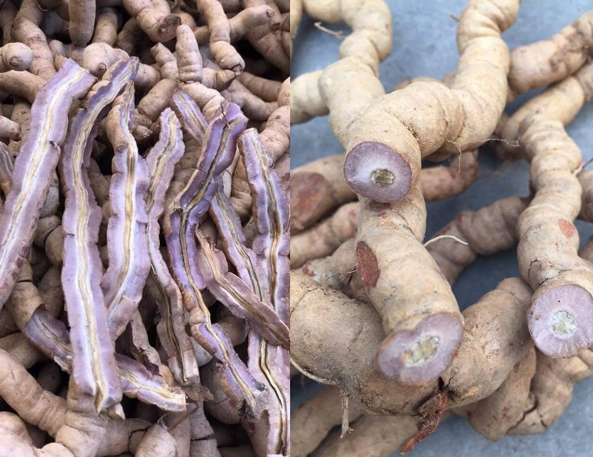 Thuốc đông y chữa vô sinh: Hiệu quả, bài thuốc & Địa chỉ 8 Ba kích - Thành phần trong các bài thuốc đông y giúp bổ thận tráng dương, tăng cường sinh lực và chất lượng tinh trùng ở nam giới (Ảnh: Sưu tầm internet)