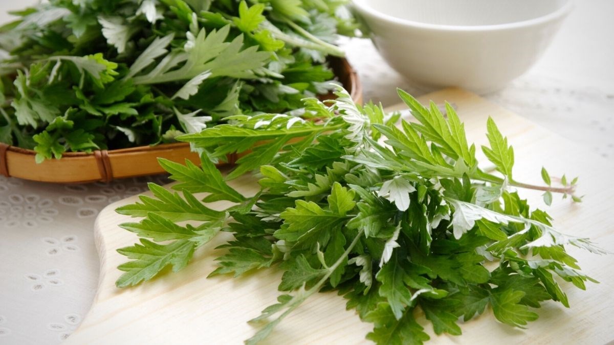 Thuốc nam chữa vô sinh: Hiệu quả & Các bài thuốc quý hiếm 7 Ngải cứu là cây thuốc quen thuộc xuất hiện thường ngày kể cả trong các món ăn (Ảnh: Sưu tầm internet)
