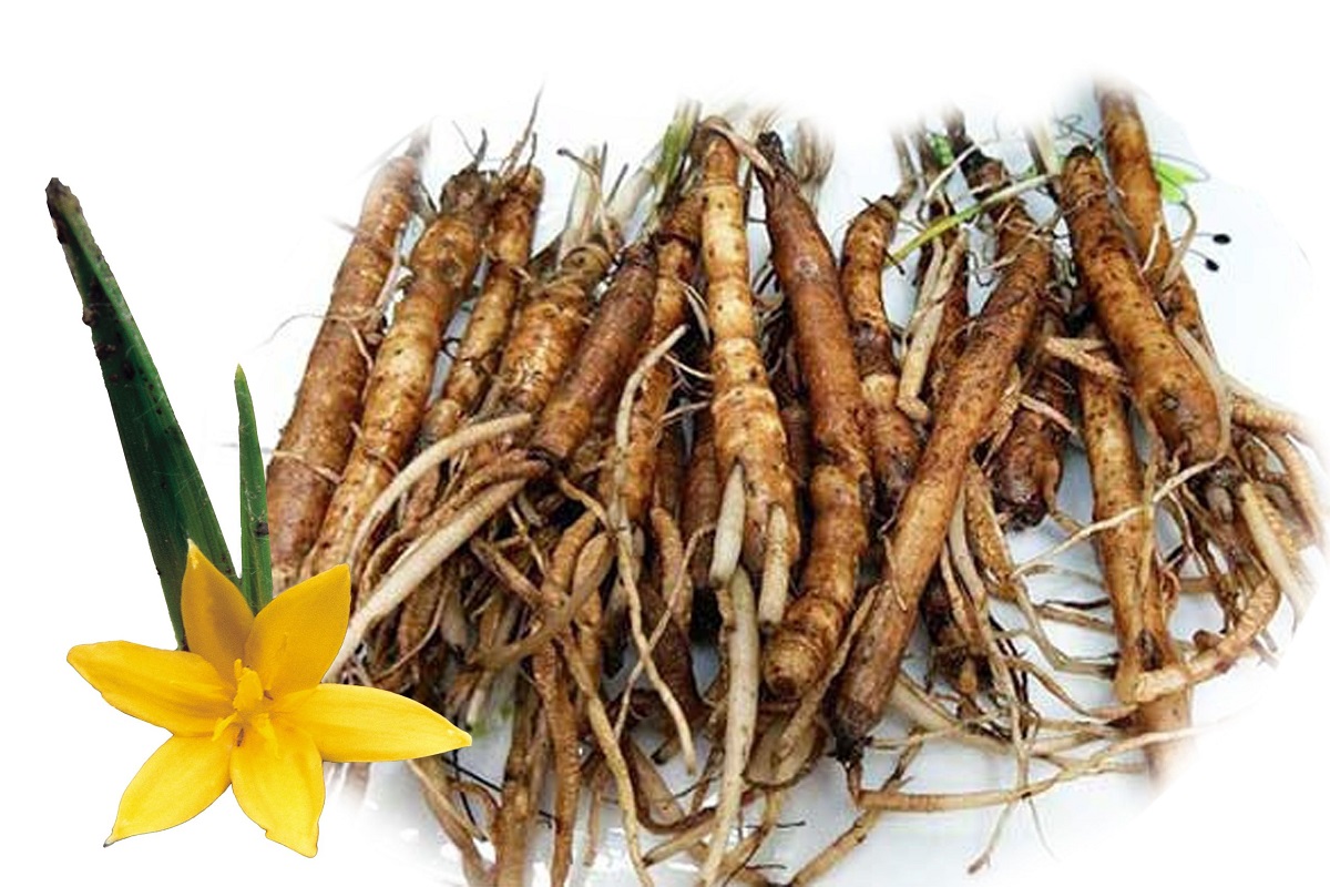 Thuốc nam chữa vô sinh: Hiệu quả & Các bài thuốc quý hiếm 8 Sâm cau, ba kích... là những vị thuốc nam giúp tăng cường sinh lý nam giới (Ảnh: Sưu tầm internet)